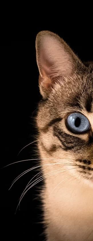 A ragdoll cat looking forwards from the side of the page